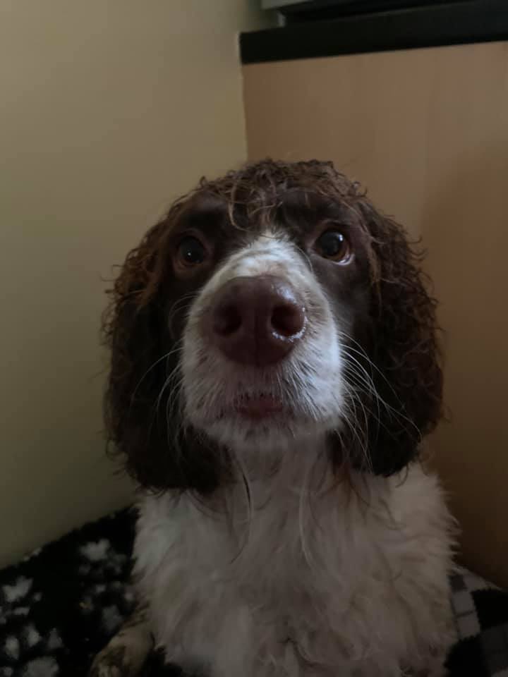Ramble14's tweet photo. Day 4 and Minnie remains strong, if a little soggy. She’s had a small spa experience (blow dry) and a biscuit and is now snoring again getting ready for tomorrow! #BeOurHope #UCUstrikeback #dogsonpicketlines https://t.co/lxzvPVl90G