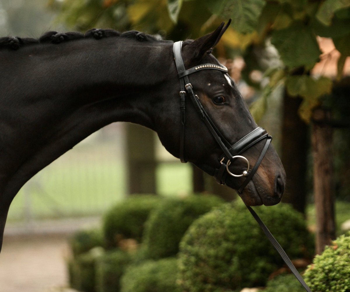 Auction is coming closer!
Horses leaving holland Saturday and Sunday.
To go yo UK 🇬🇧 
<a href="/dressagehorses/">dressagehorses</a> <a href="/jumpinghorses/">Julie Ridley</a> <a href="/eventers/">Sharon Ridgway</a>
Brightwells.com 3 December 
<a href="/AddingtonManorE/">Addington Manor EC</a>