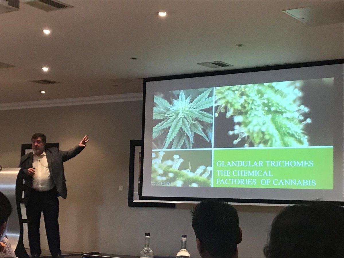 We are under way! The first Bristol #medicalcannabis conference. Professor Barnes on “cannabis 101”