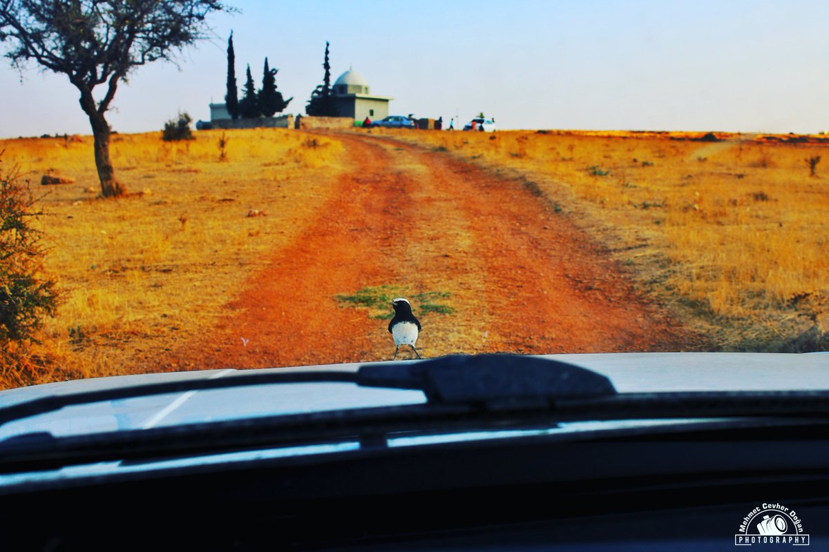 mcevherdogan's tweet photo. Uçmaktan sıkılan davetsiz misafir🙃

#ig_nature_naturally #gramsofearth #earth #nature_photobook #igskyvibes #kuş #kuşlar #yaban #bird #sanliurfa #şanlıurfa #urfa #canon #canonturkiye #photograpy #turkey #naturephotograpy #photo #travelphotograpy #ig_dogurafya #anadolugram https://t.co/r0C8C1zXSU