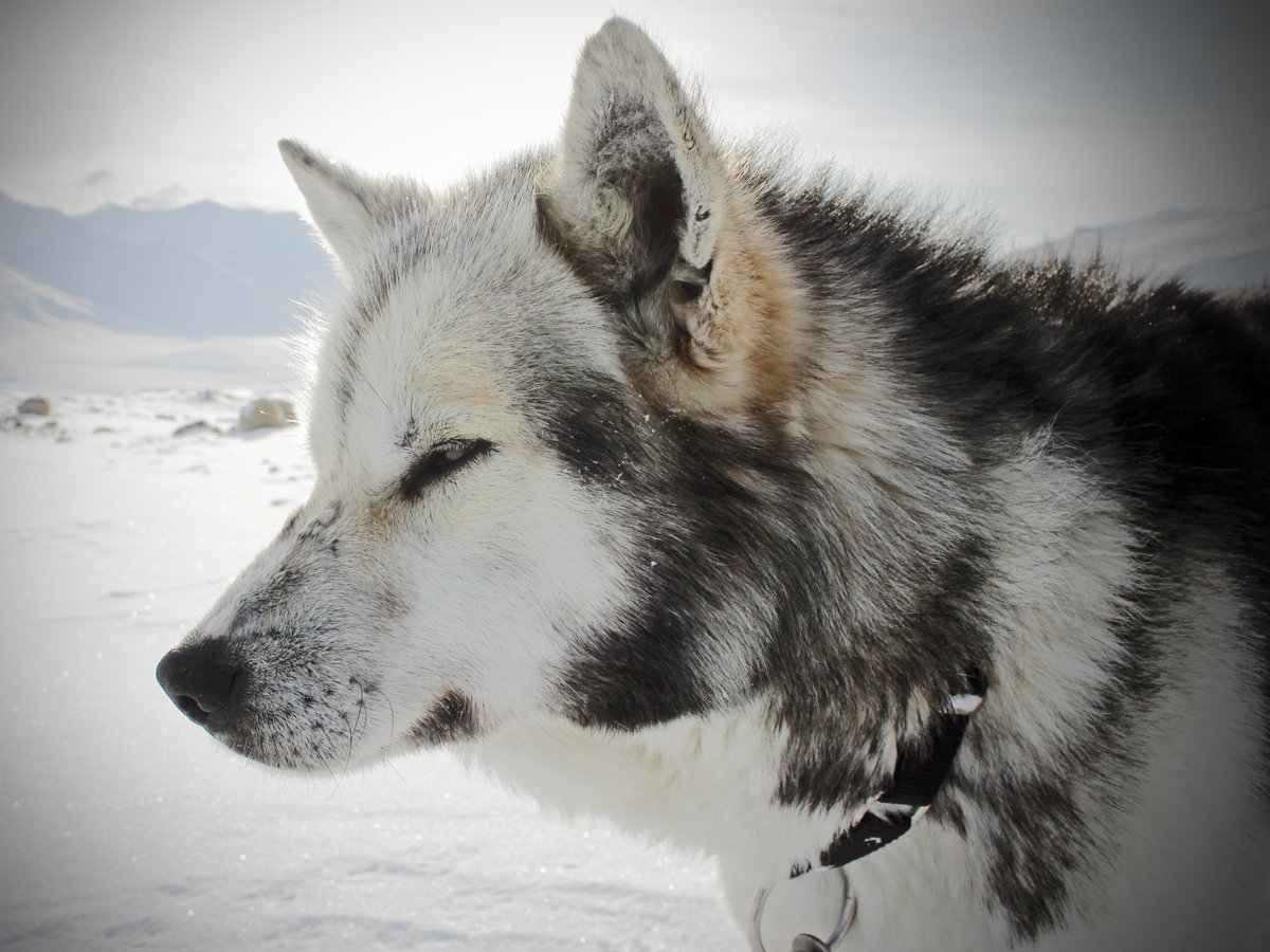 kandooadventure's tweet photo. π #SVALBARD - Von Post 9 day Expedition
πββοΈ Join us on a real #winteradventure, accompanied by sled dogs, as we venture into the heart of the untouched #arctic world!
π find out more https://t.co/KmsIwHRg41
π· by Julie Degbe
#Kandooadventures #Arcticexpedition https://t.co/EdkkIWIsAl