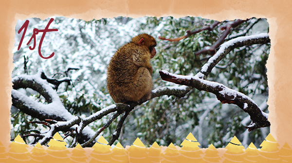 Our first advent calendar fact comes from <a href="/LizADCampbell/">Liz AD Campbell</a>: Barbary macaques live in snowy areas. To survive tough winters, they huddle with monkeys they have a close relationship with, so monkeys with more “friends” can form larger huddles and are more likely to survive.