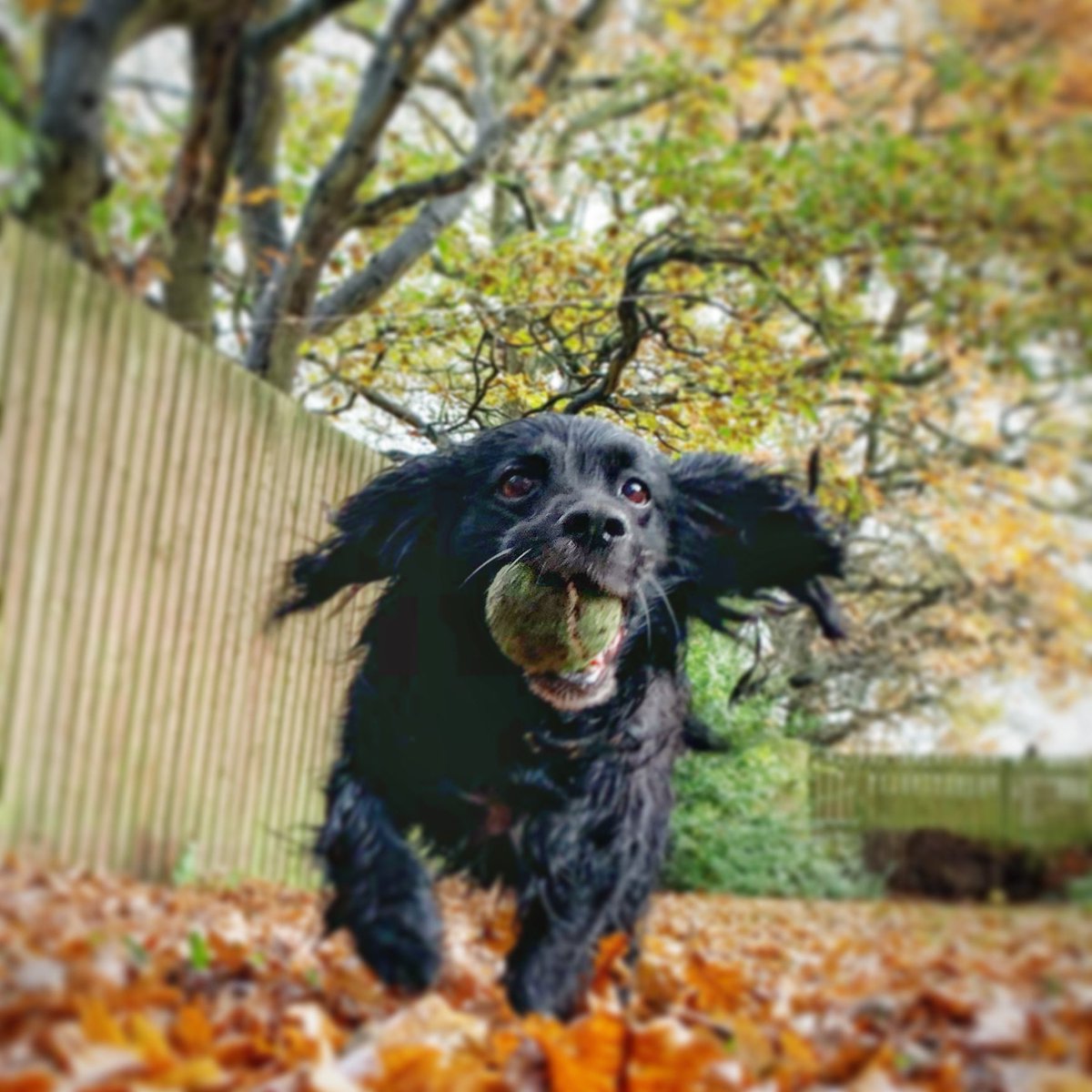 geoffbogacki's tweet photo. Autumn fun; coffee break; loving the colours of autumn...’jas’ enjoying being outside too :) #landscape#environment# https://t.co/HJj47SukEN