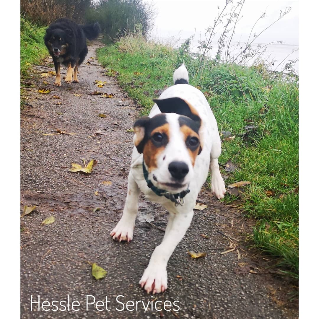 HesslePets's tweet photo. Another wet grey day but they still had fun π
#DogWalker #Hessle #GoldenRetriever #Crossbreed #CockerJack #CockerJackPuppy #Puppy #HumberBridge #DogsOfTwitter https://t.co/YrNsuMU0wc