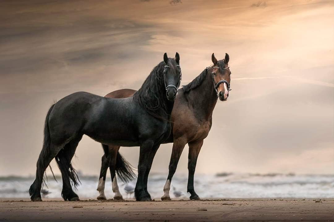 "At, insandan bir parçadır, vazifesi  insanı ifade etmektir."