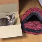 冬用の猫ちゃんハウスが届いた結果？そっちじゃない!
