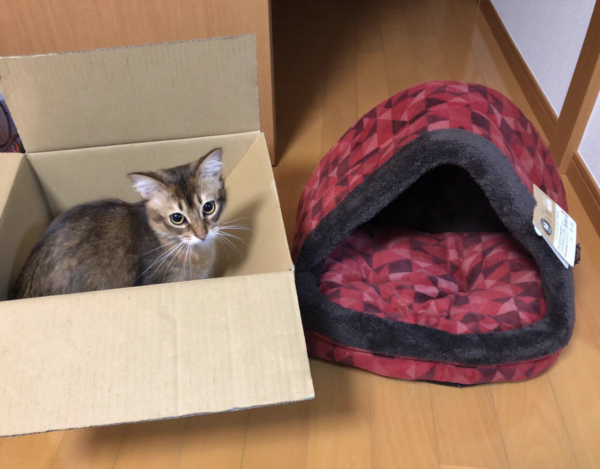 冬用の猫ちゃんハウスが届いた結果？そっちじゃないｗｗｗ