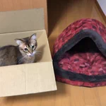 冬用の猫ちゃんハウスが届いた結果？そっちじゃない!
