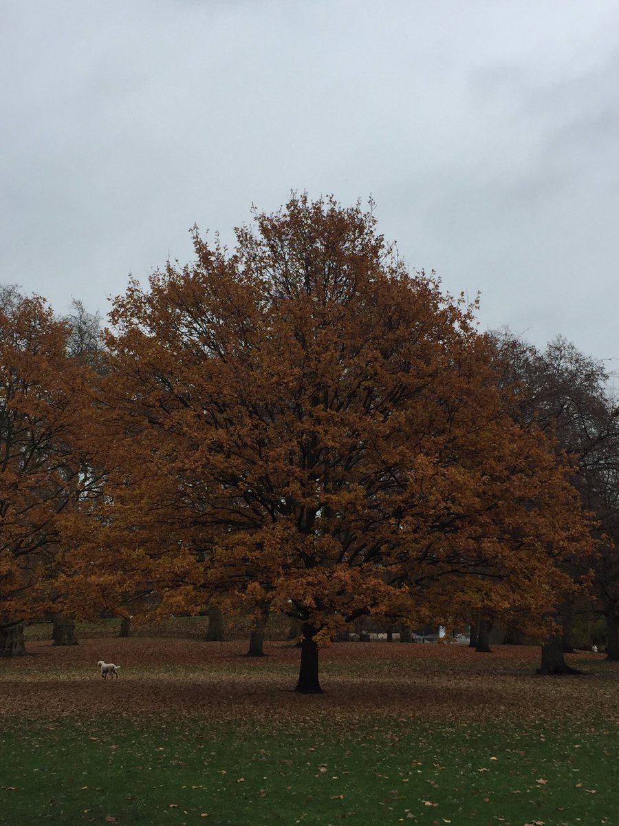 ErnestStrafford's tweet photo. #shesback #onedayofdolly - visiting #buckinghampalace #loudalton thanks @adrianpgibson and visited #stjamespark - oh and @whitecube_be #london #dogsitting https://t.co/moM7m3zKrr