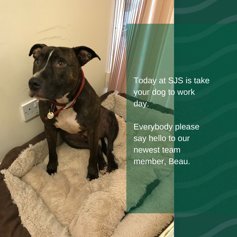 sjs_training's tweet photo. Very pleased to welcome our newest team member. https://t.co/tSrERFVaxM