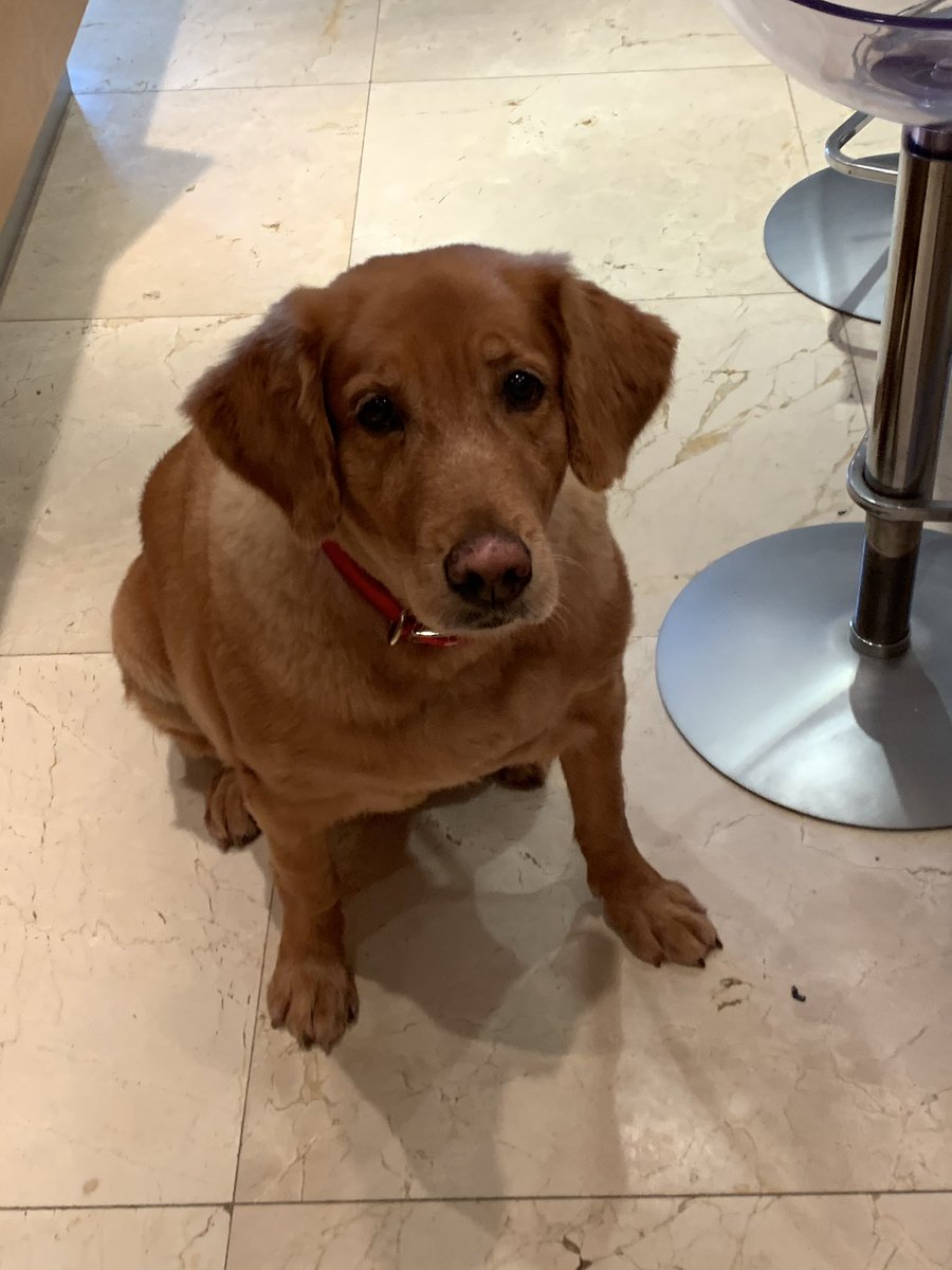 adamonzon's tweet photo. ¿Habrá algo para mí? 🦃 🐶 🐕 Así no se puede cocinar 🥘 👩🏻‍🍳 https://t.co/3dRvMu1IoE