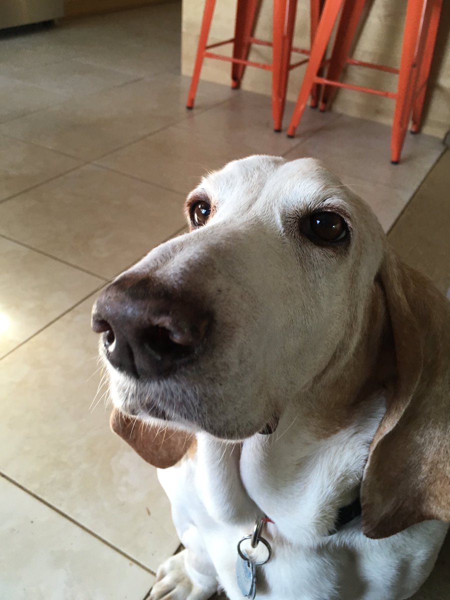 Gusterbear's tweet photo. Since it is #ThrowbackThanksgivingThursday I thought I would post what I am most thankful for: having known the best Puppy in the whole world for ten wonderful years. These pictures are from one year ago. I miss you, Puppy. I always will. https://t.co/xcpym7GW4r