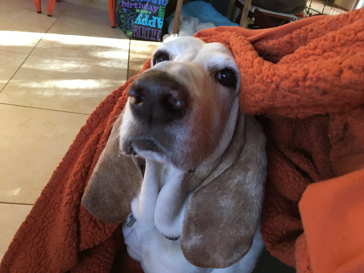 Gusterbear's tweet photo. Since it is #ThrowbackThanksgivingThursday I thought I would post what I am most thankful for: having known the best Puppy in the whole world for ten wonderful years. These pictures are from one year ago. I miss you, Puppy. I always will. https://t.co/xcpym7GW4r