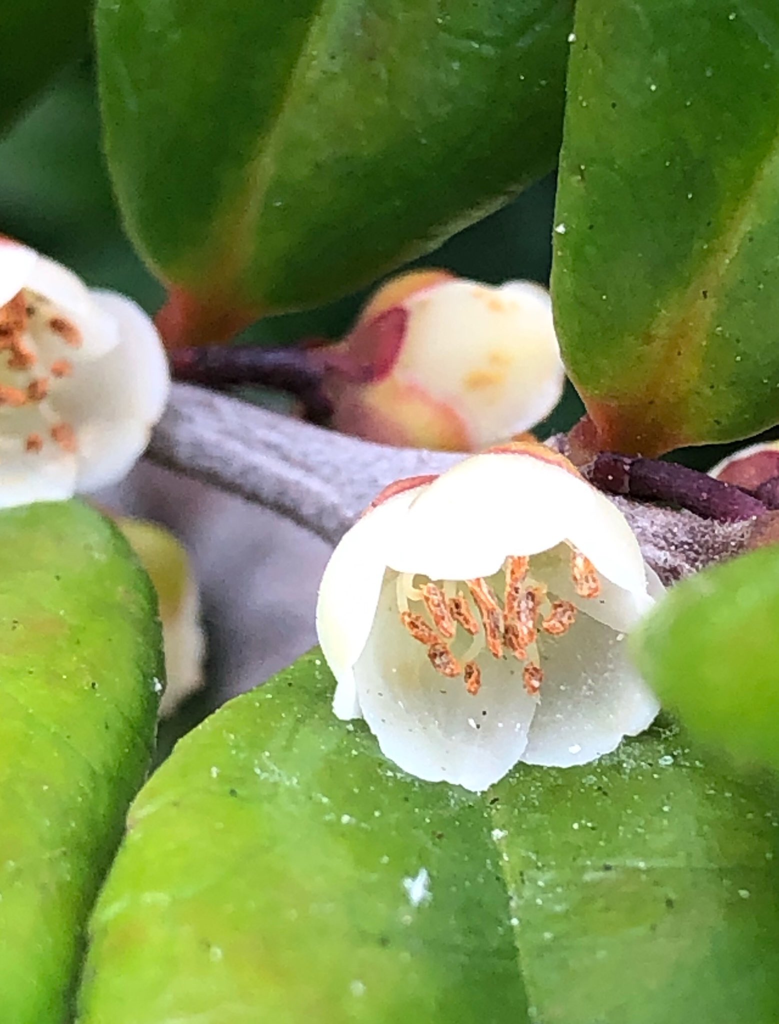 Kaon 花織 ひっそりと咲く花 何年も通っていた道で初めて目にしたかもしれない植え込みの花に 目を遣る これは ヒサカキ その続きに植わっていたのは イヌツゲ の冬芽 いつも見ていたのに気づかなかったよ 間違えていたら教えてください 生垣 Kaon 花織 ひっそりと咲く花 何年も通っていた道で初めて目にしたかもしれない植え込みの花に 目を遣る これは ヒサカキ その続きに植わっていたのは イヌツゲ の冬芽 いつも見ていたのに気づかなかったよ 間違えていたら教えてください 生垣