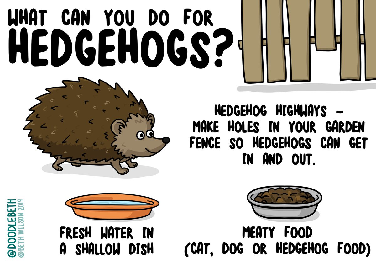 hedgehogsociety's tweet photo. Some hedgehogs are still awake - please keep feeding them if they are :-) https://t.co/zbLHZg1DEt