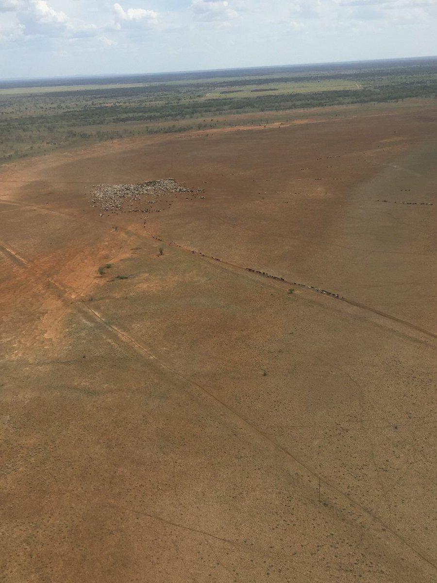 ALC4731's tweet photo. If you squint you'd count 4300 @ConPastCo cattle and 10 steel horses moving to greener pastures. Australian agriculture is a pretty amazing place. @troysetter #isisdowns https://t.co/ywe6W7KmWb