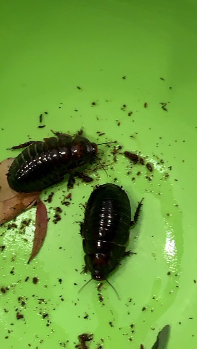しい 爬虫類垢 ヨロイモグラゴキブリの飼育 ユーカリの葉や土が届いたので土変更で掘り返したらしっかりとユーカリの葉を下のほうに溜め込んでた まだ2匹とも3gのちんまりサイズ 色々なユーカリや腐葉土を食べてくれますように ヨロイモグラゴキブリ
