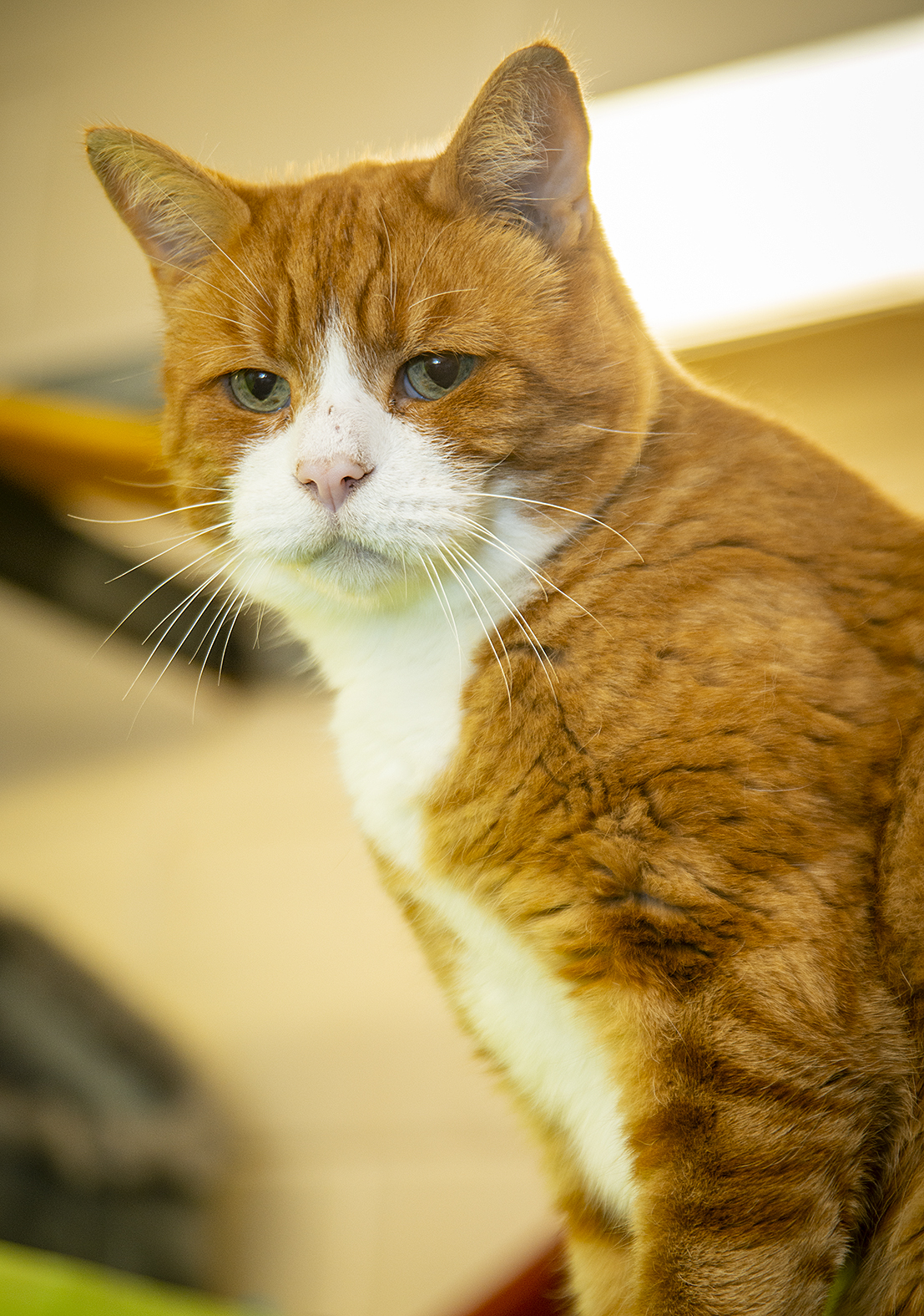 Bleakholt cats cheap