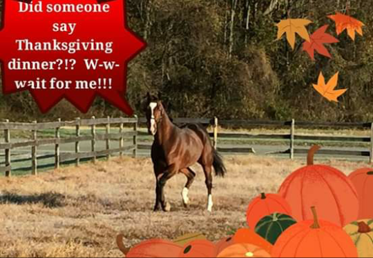 docfoals's tweet photo. Happy Thanksgiving everyone! https://t.co/Egev1RpmyB