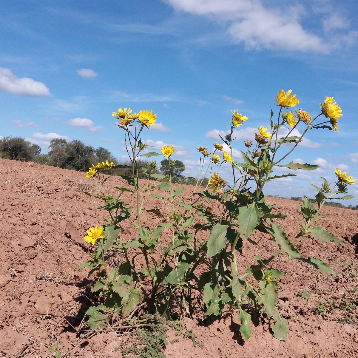 Cada planta necesita sus propias condiciones para crecer 🌞🌡💧... lo mismo pasa con las personas 😉. Buen #Jueves 
#SomosAmbiente #EducaciónAmbiental #CambioClimatico #ChacoSepara
#FuerteEsperanza