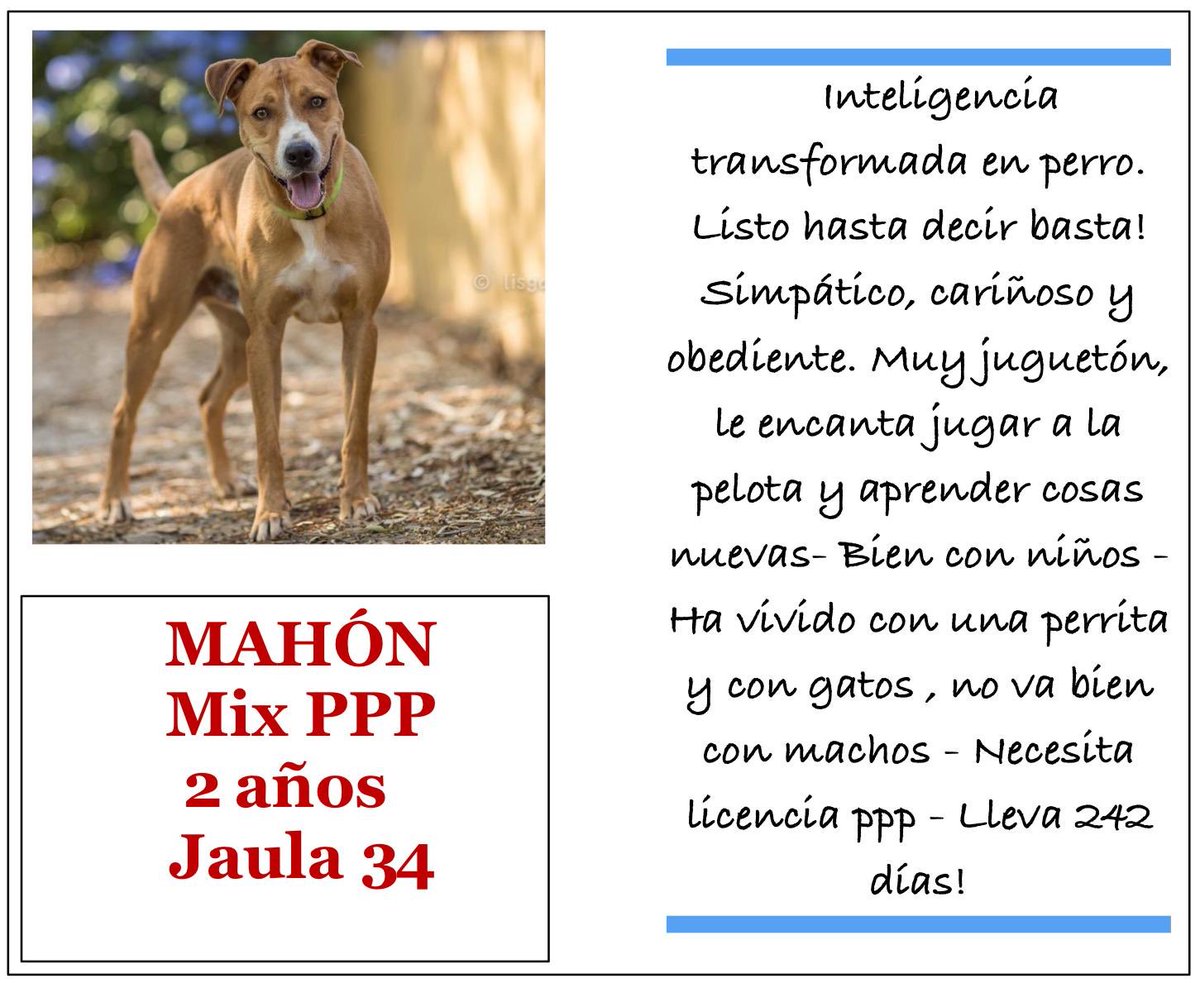 DePeluditos's tweet photo. Hilo con todos los perros que van a desfilar en el décimo desfile perros con RIESGO DE SACRIFICIO este sábado 30/11 a las 9,30 en Son Reus🐶🐾 https://t.co/HZG0wz2vqc