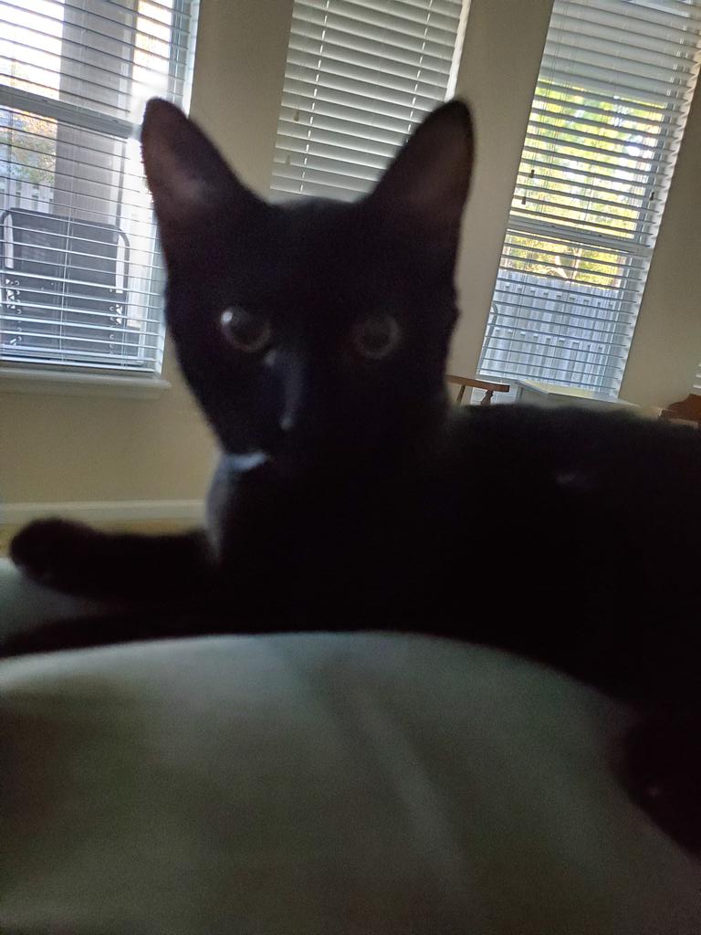 DarkKazoo's tweet photo. HAPPY TURKEY DAY!!!!
Eat them birds!!!
And I will be consuming the souls of the @Lions NFL football team. #soulstealer #kitten because I see no other purpose for their existence except sustenance. Eat well, I will. #fullbelly #lionssuck https://t.co/ryXKO4j1Mb