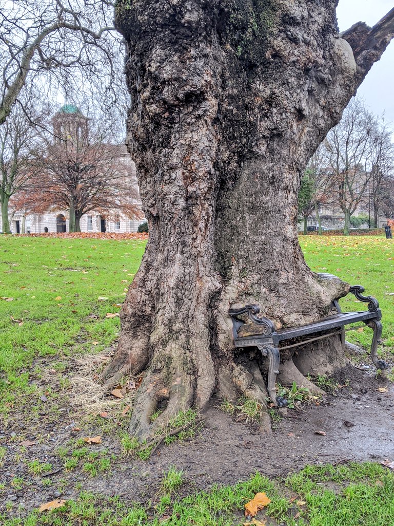 Taking a quick stroll through King's Inns Law School in  #Dublin. My favorite part? The tree eating a park bench 