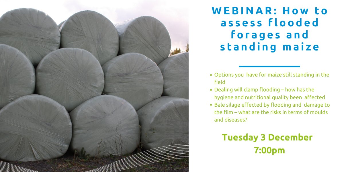 AHDB_BeefLamb's tweet photo. Have you been impacted by flooding? Watch our webinar on Tuesday 3 December and discover the options you have for maize still standing in the field #flooding #fam365 Book today: https://t.co/yzNlpIQGv7 https://t.co/qenSrq5fUW