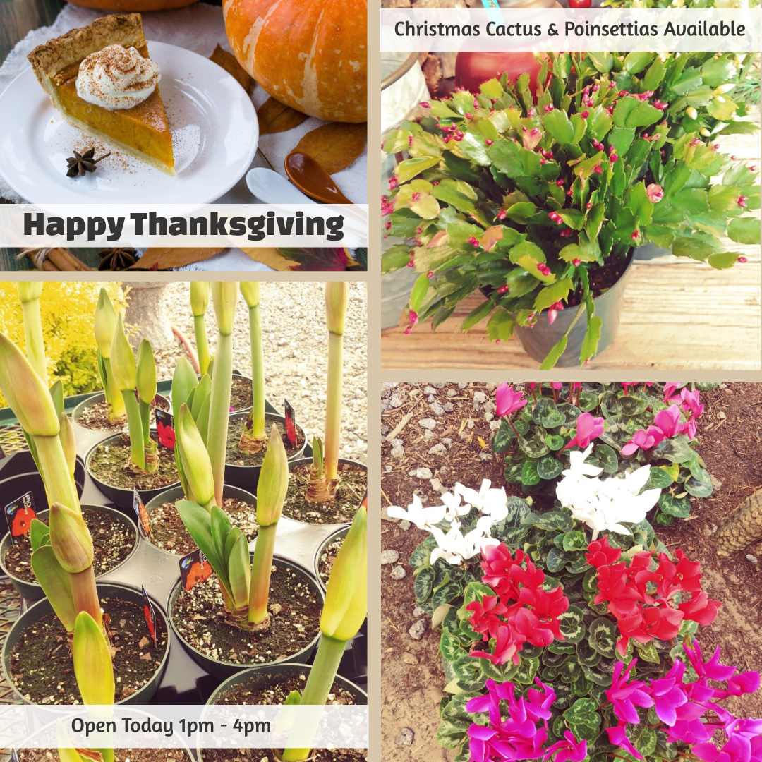 Happy Thanksgiving! Open Today 1pm-4pm. Come shop the new Christmas Cactus & Poinsettias! We're thankful for you! 

#christmascactus #happythanksgiving #thankful #grateful #poinsettias #wherememoriesaremade #keepitlocal #southportnc #brunswickbeachesnc #allinbloomsouthport