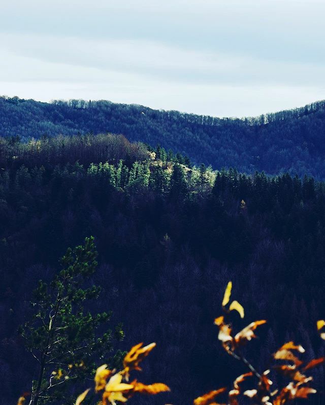 calfredop's tweet photo. #light #trees #autumn #autumnvibes🍁 #Italy #Italia #landscape #leaves #paesaggio #trees #natura #pratomagno #hiking https://t.co/2iRxXKVZeM