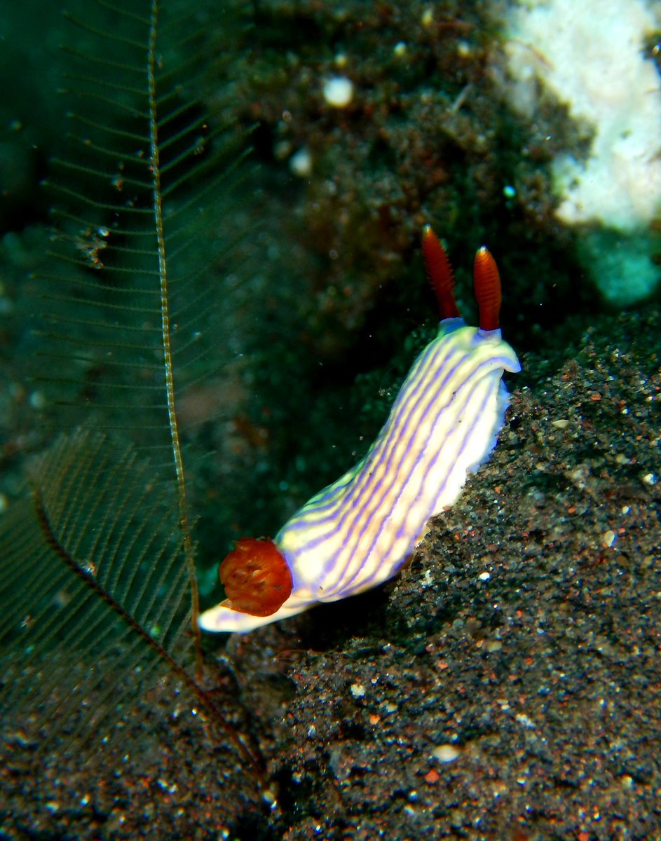 molluscular's tweet photo. Only a few days left for #nudivember! Some chromodorids and a phylidiid from one of my favourite trips to Tulamben, Indonesia. https://t.co/f1v5LIngPx