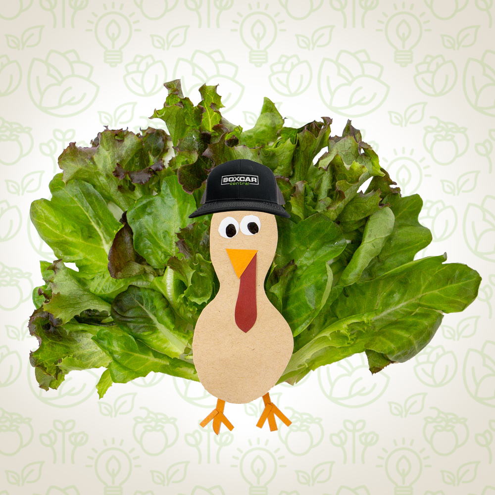 teamboxcar's tweet photo. We hope everyone has a very Happy Thanksgiving! 🦃

#boxcarcentral #thanksgiving #letsbethankful #agtech #turkeylettuce #turkeyhat #hat https://t.co/GPL4lfmjPn