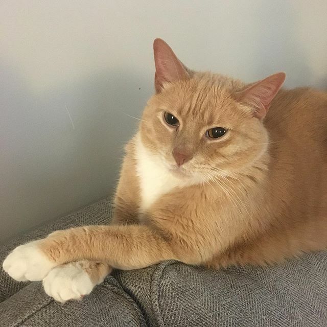 gazzagingercat's tweet photo. Happy thanksgiving! #thanksgiving #thanksgivingcat #catsofig #catsofinstagram #catsofchicago #chicagocats #chicagocatsofinstagram #gazzagingercat #gingers #gingercats #gazza #nofilter https://t.co/qtQfTIS405 https://t.co/AN6yYqwNq0