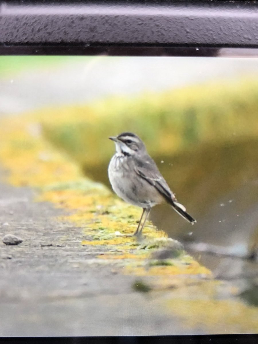 JoKingDevon's tweet photo. #Bluethroat!!! Just along sea wall about 100m from #TurfHotel #ExminsterMarsh #Devon https://t.co/1aAydidXZw