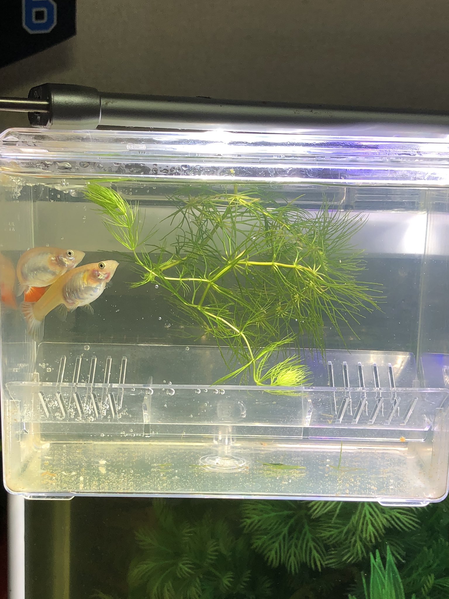 ゲーヤまん さらにグッピー母さん再び産卵箱へ お腹の中にグッピーの赤ちゃんが すぐに出産しました 熱帯魚 グッピー グッピー稚魚 グッピー出産 T Co 7kdff4isgu Twitter