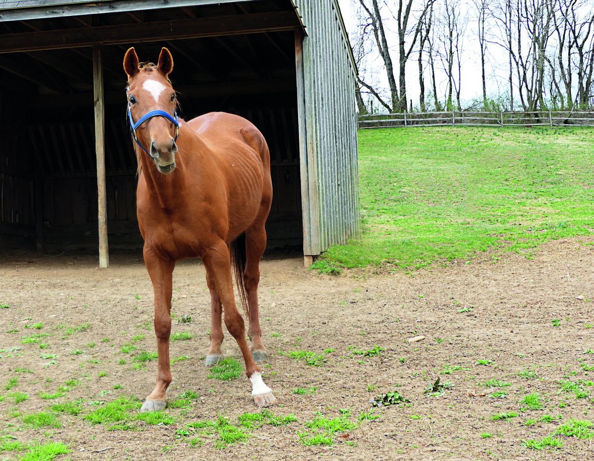 HorsesSaves's tweet image. Adoptable horses at #lifelinesaveshorses