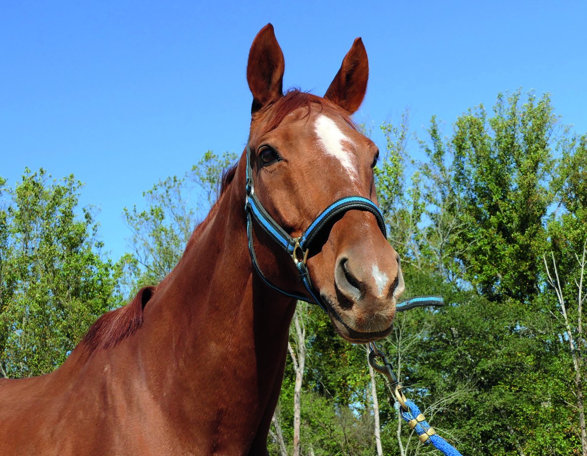 HorsesSaves's tweet image. Adoptable horses at #lifelinesaveshorses