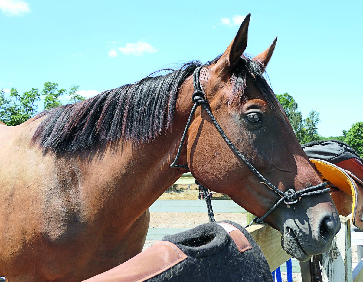 HorsesSaves's tweet image. Adoptable horses at #lifelinesaveshorses