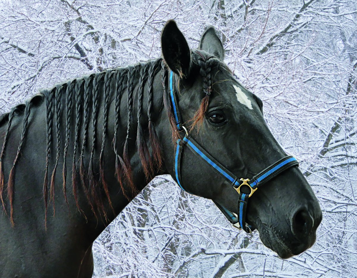 HorsesSaves's tweet image. Adoptable horses at #lifelinesaveshorses