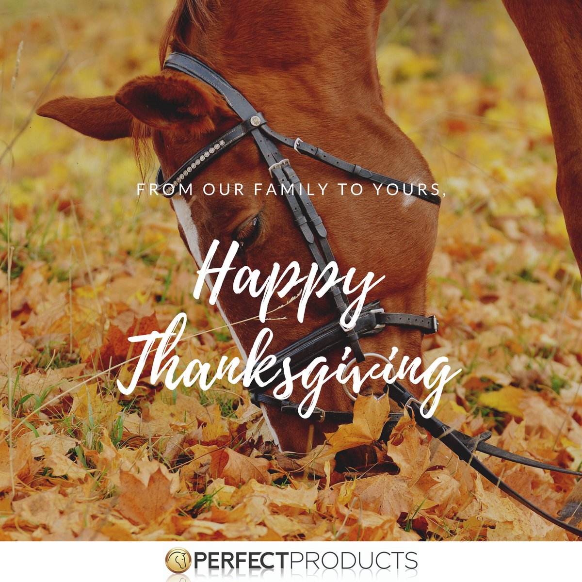 Happy Thanksgiving from the Perfect Products team! 🐴🍁🍃
#PerfectProductsEQ #PerfectPrepEQ
