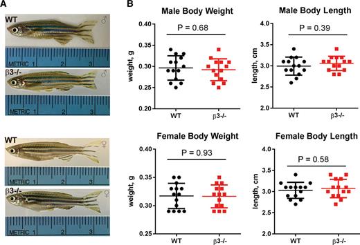 _Anesthesiology's tweet photo. Zebrafish lacking GABA-A receptor β3 subunits were insensitive to anesthetic drugs, making them a potentially valuable animal model for mechanisms of anesthesia research. https://t.co/txHOMjBkKL
 
 #anesthesia #anaesthesia #zebrafishmodel https://t.co/uVvzsCHo07