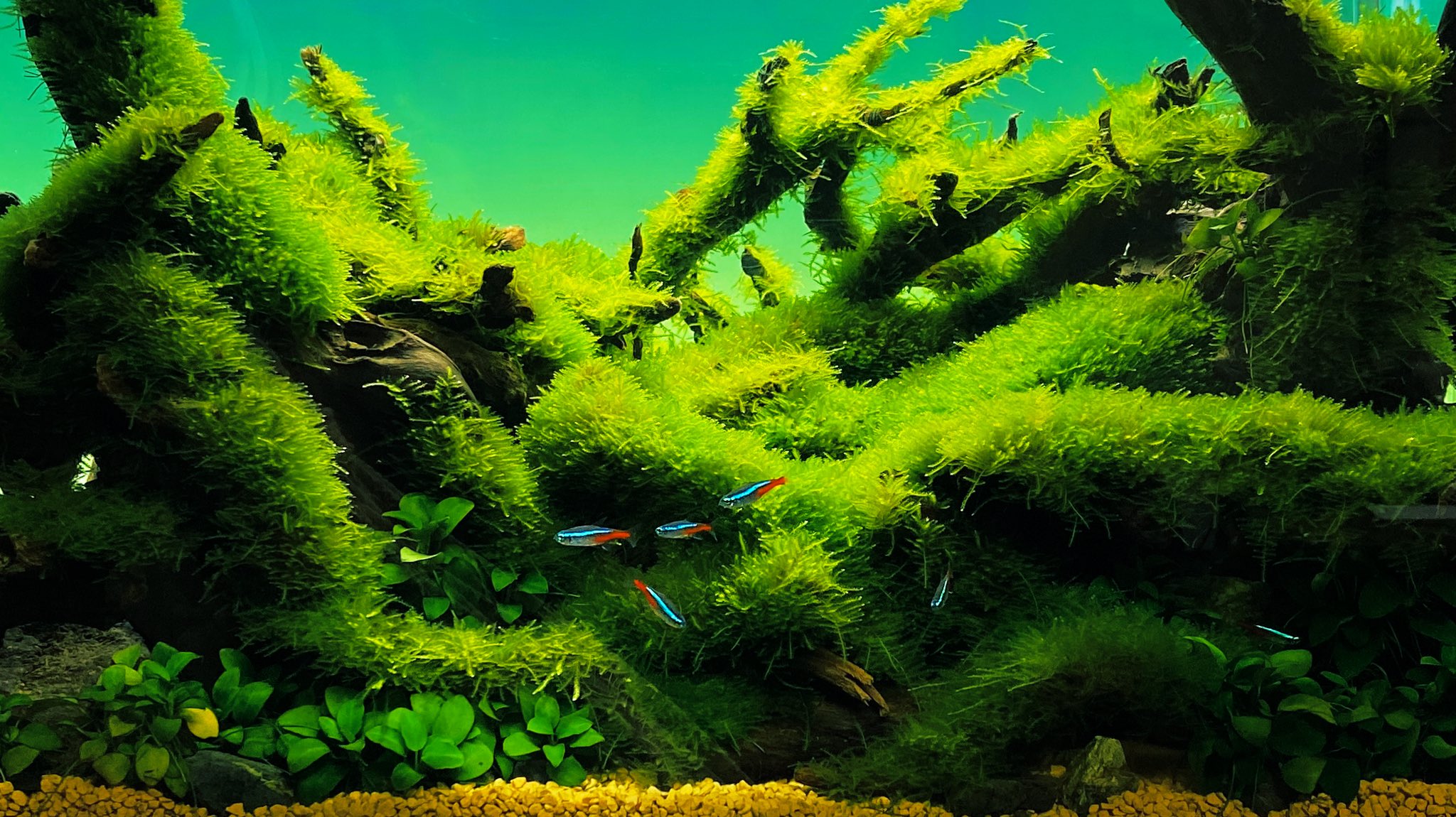Moss Aquascape - YouTube