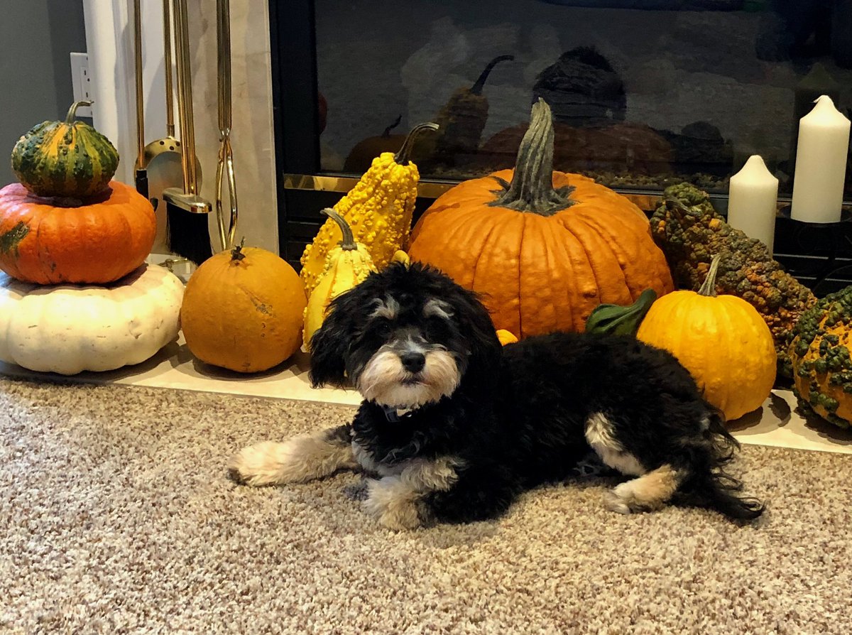 CSchettenhelm's tweet image. Happy Thanksgiving from Tucko