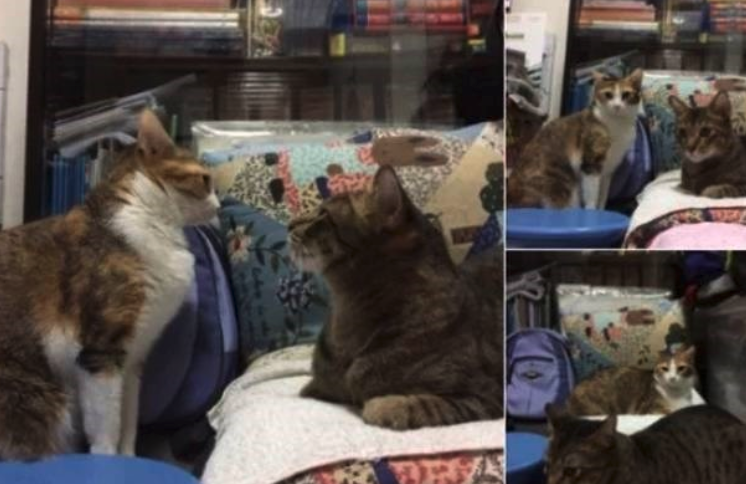 GangIntrovertis's tweet image. Quand j'essaie de sociabiliser et que qu'un mec gâche tout en essayant de me prendre en photo alors que j'avais dit NON

#GangdesIntrovertis #Introverti