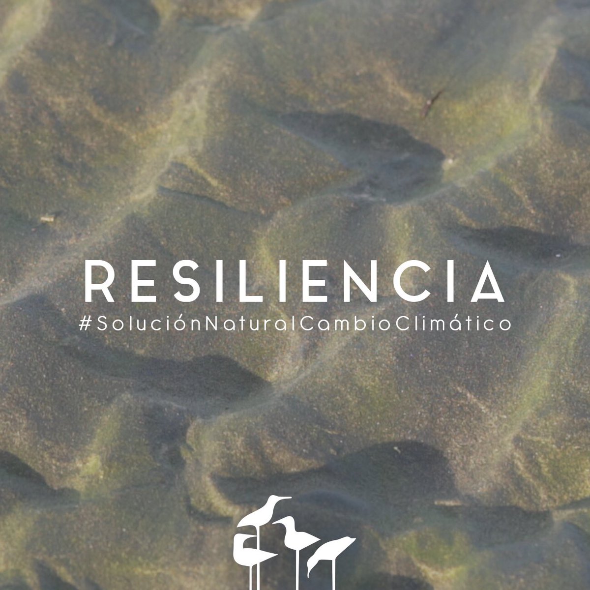 Los humedales “amortiguan el impacto de mareas de tempestad y los tsunamis en las zonas costeras; además, tierra adentro, absorben el agua de lluvia, reducen las inundaciones y retrasan el inicio de las sequías”.
@martharojasu1 
Secretaria General de la Convención de Ramsar.