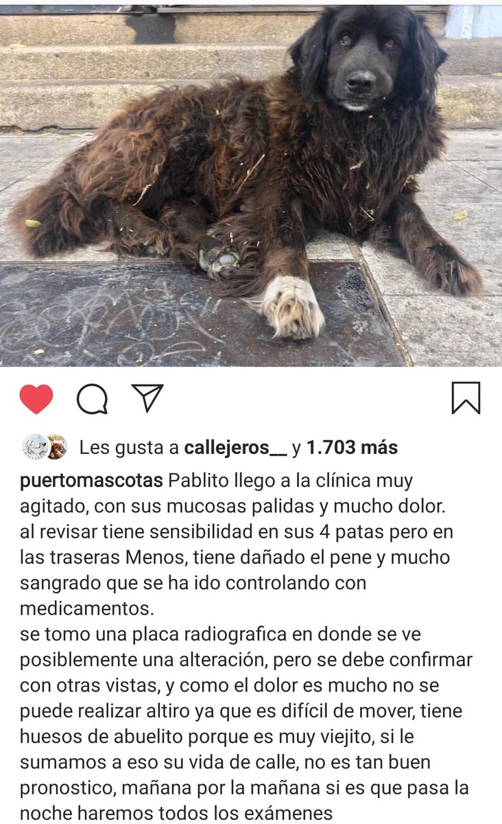 #LeyMilagros🐶 tweet media