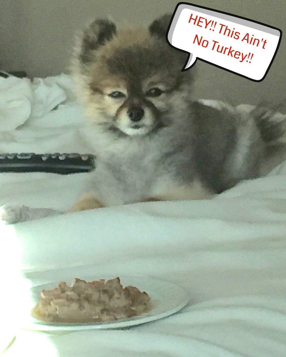 Happy Thanksgiving Everyone!
#Thanksgiving #HappyThanksgiving #Happythanksgiving2019 #family #kodyvanhalen #November #music #Thankful #ThanksgivingDay