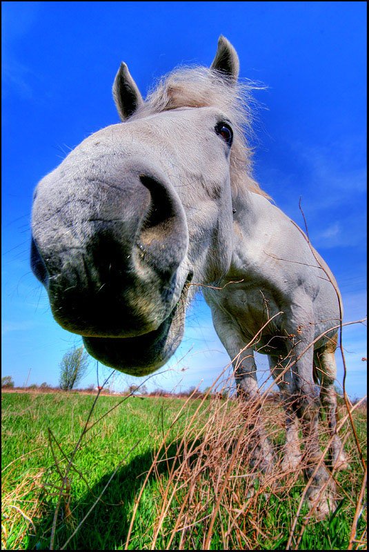 Что значит сивая кобыла. Что значит сивая кобыла. Сивая кобыла значение. Бред сивой кобылы иллюстрации. Сивая кобыла.