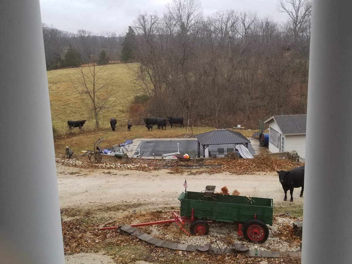 The cows are joining us for Thanksgiving! #EatMooooreTurkey #PoolParty #FenceCantStopTheParty