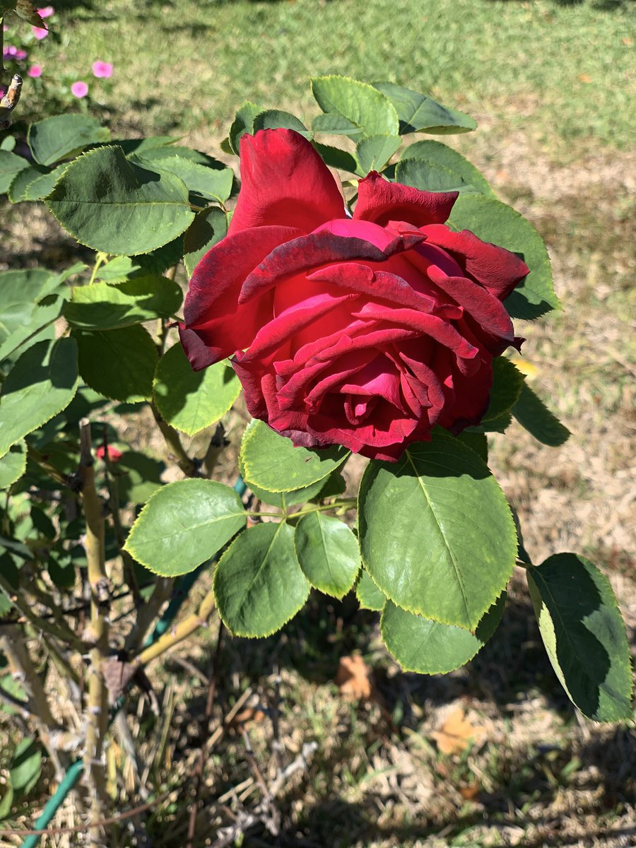 Happy Thanksgiving to the wonderful families who guide their children to “bloom” into their best selves. #familiesfirst #babylove #kidscomefirst #happythanksgiving